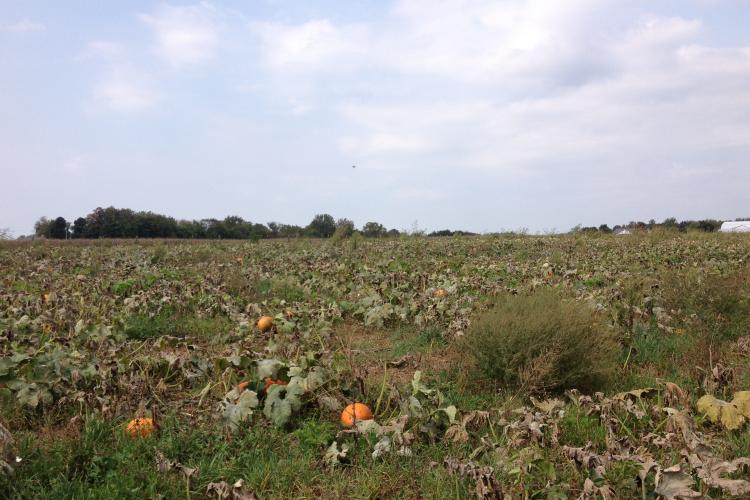 A pumpkin field infected with downy mildew. 