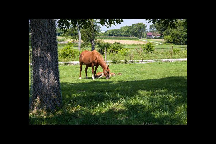Horses on pasture at UK's Maine Chance Farm 