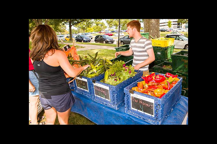 Share owners collect their weekly produce at the UK CSA farm stand. 