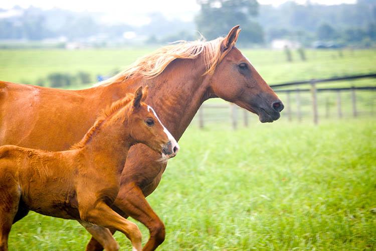 A foal and mother run in a pasture on the University of Kentucky's Spindletop Farm.