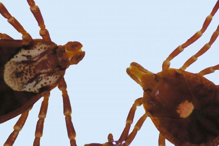 The picture shows the distinct differences between the American dog tick, left, and the lone star tick. Notice the American dog tick has short mouth parts and mottled markings while the lone star tick has long mouthparts and a white spot on its back.