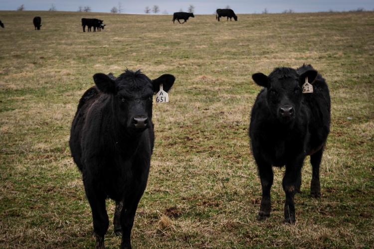 Two black cows with tags