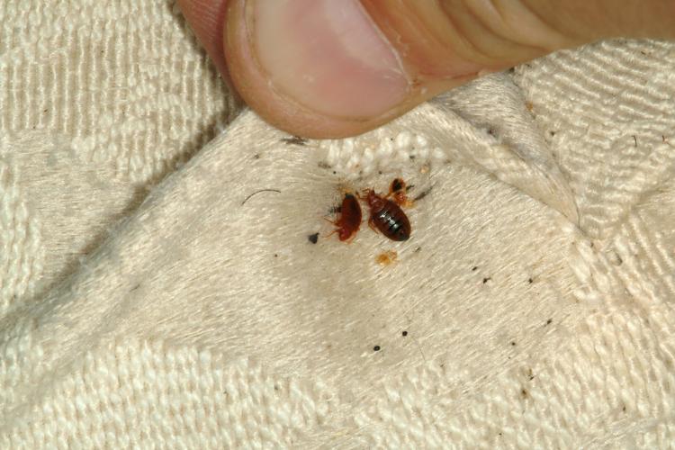 bed bugs on clothes