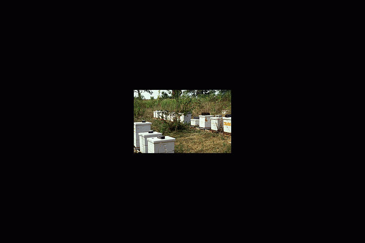  bee-hives