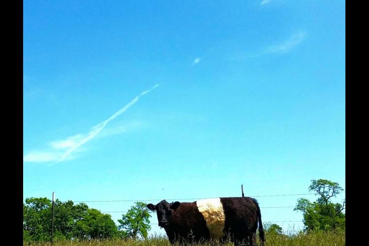 Cow and blue sky