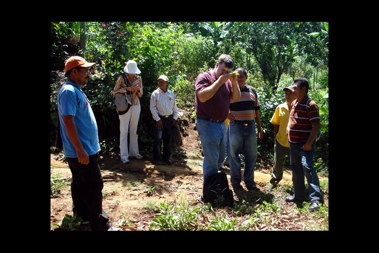 UK entomologist Ric Bessin, center, identifies whiteflies on tomato leaves for El Salvadoran farmers. 