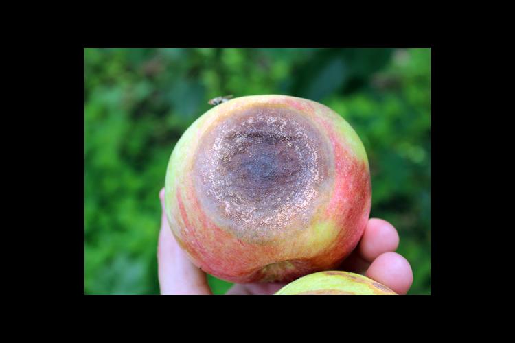 An apple infected with bitter rot. 