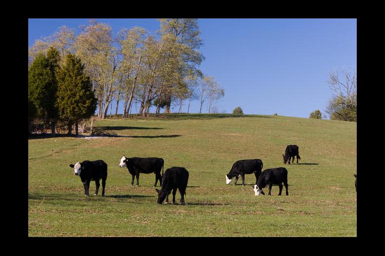 Black cows, green grass, blue sky