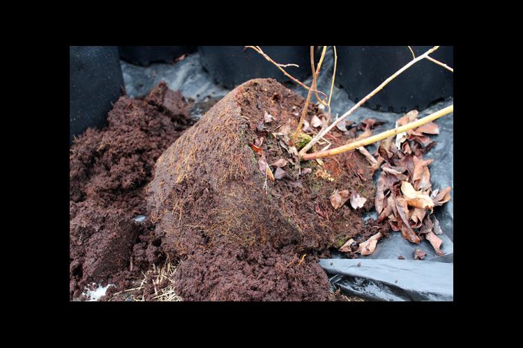 During advanced stages of blueberry root rot, roots are severely decayed and the plant is completely defoliated. 