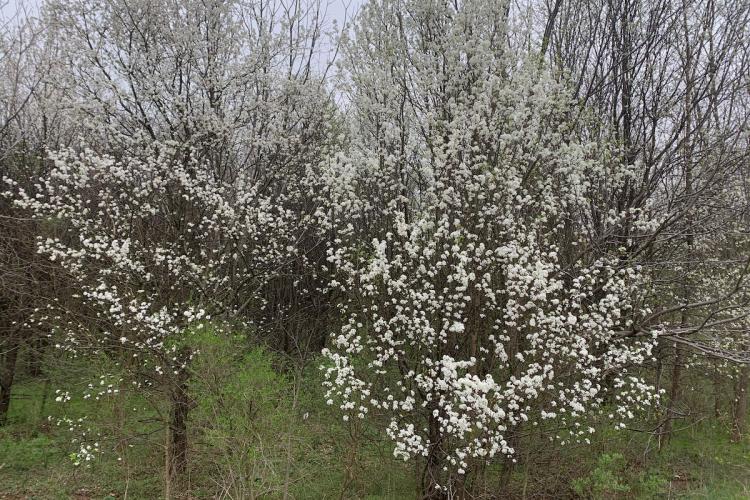 Once a popular ornamental tree, Bradford pears are now considered invasive.