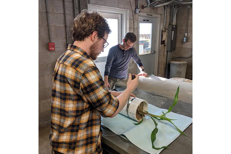 UK graduate student Brian Rinehart, foreground, and UK soil scientist David McNear deconstruct tall pots to recover corn roots for imaging and measurements. Photo by Hanna Poffenbarger, UK soil scientist.