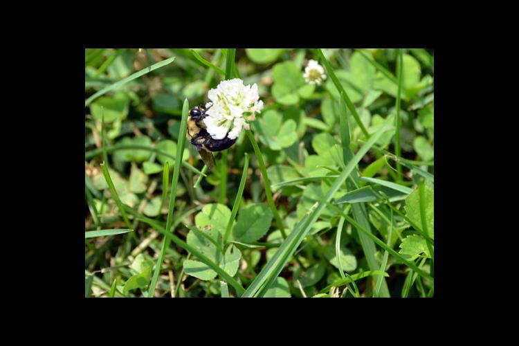 A bumble bee on white clover