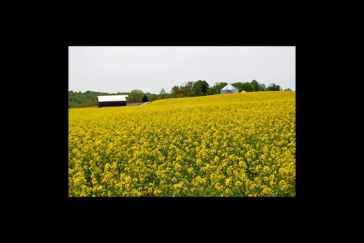 Interest In Canola Increasing In Kentucky News