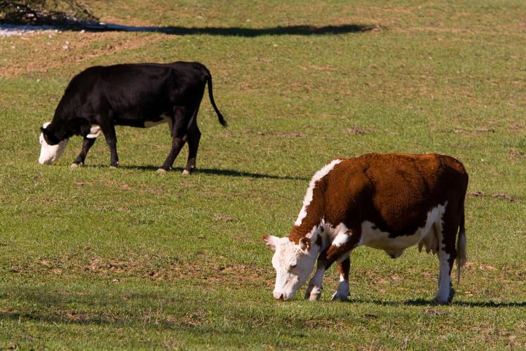 As the fall grazing season gets underway, the University of Kentucky Cooperative Extension Service will host the Kentucky Grazing School Sept. 13-14.