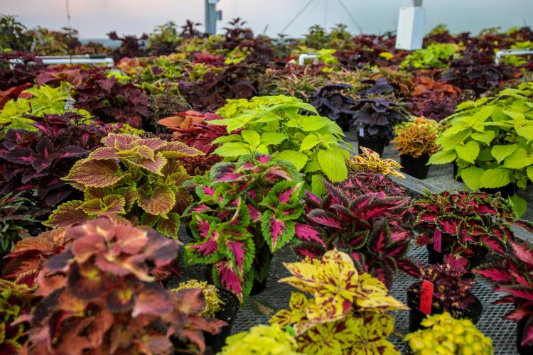 Coleus plants, a common ornamental plant, are lined up in a green house on UK College of Agriculture, Food and Environment South Farm.