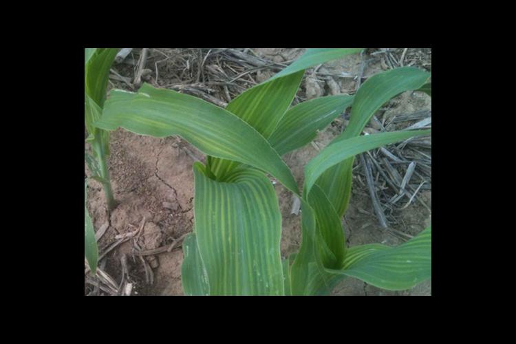 Leaves of some of the corn crop were stripping in late May as pictured here, but they have quickly improved. 