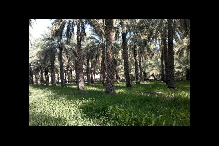 A date palm plantation with grasses below. The grasses may potentially aid in biological control of the dubas bug.