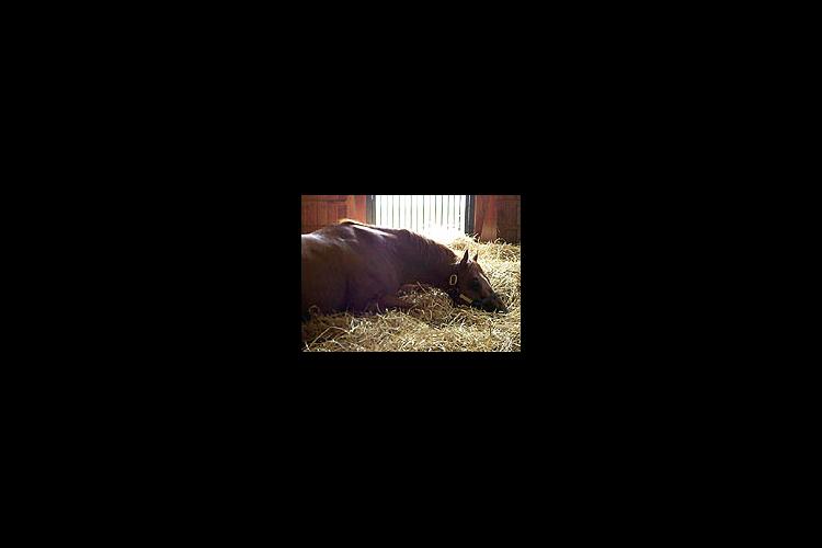 Thoroughbred demand is strong in Kentucky. Above, French Deputy, who stands at stud for Three Chimneys Farm, rests in the barn.