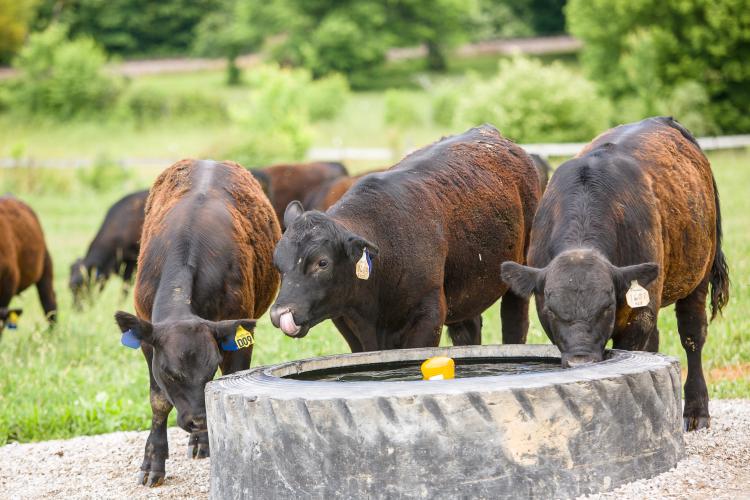 Beef cattle getting a drink 