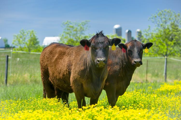 Beef cattle in a field of yellow flowers in Princeton, Ky. 