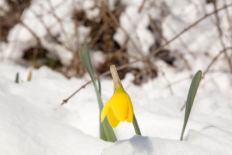 Yellow crocus above a blanket of snow