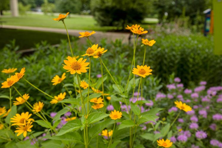 Flowers in a pollinator garden