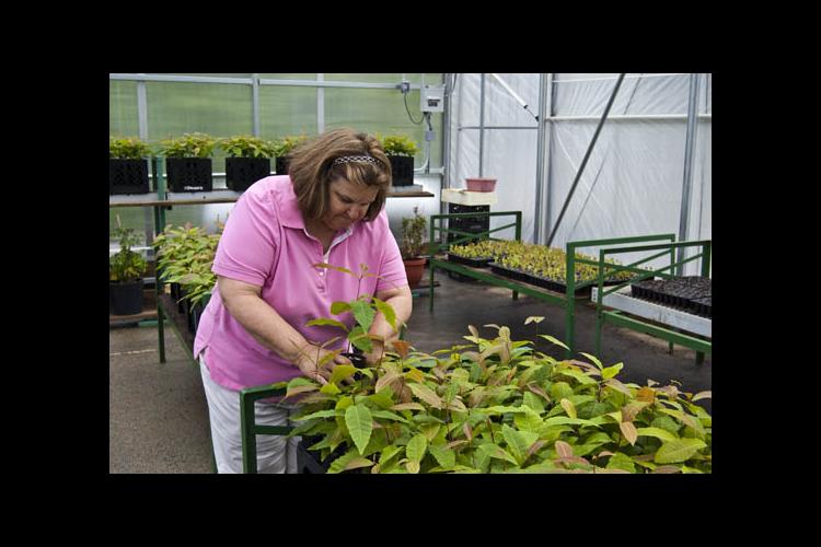 Joyce Belcher in Lake Cumberland 4-H Educational Center's greenhouse 