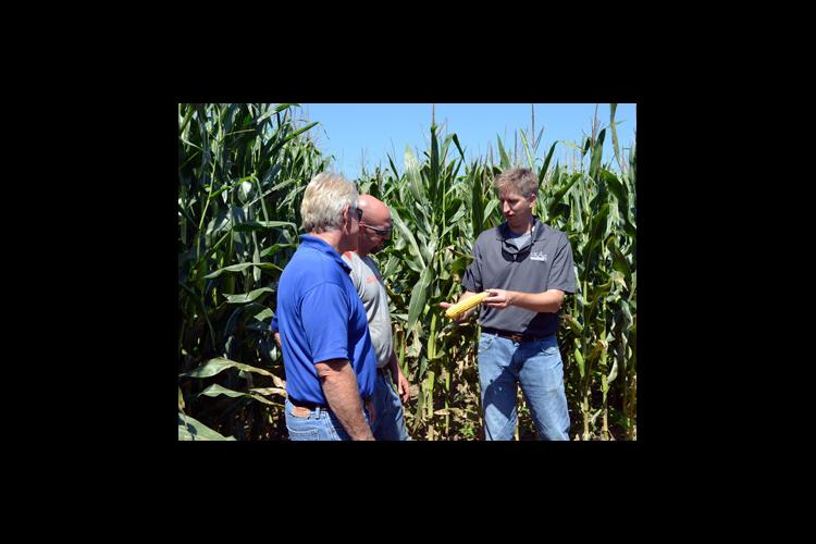 Chad Lee, right, shows Bob Wade, left, and Richard Colvin the result of irrigation on the corn crop thus far. 