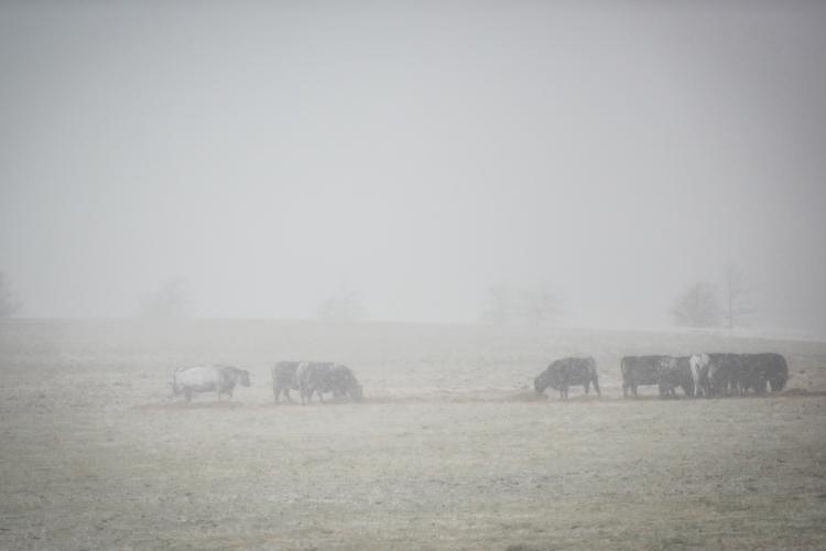 Winter scene and cattle