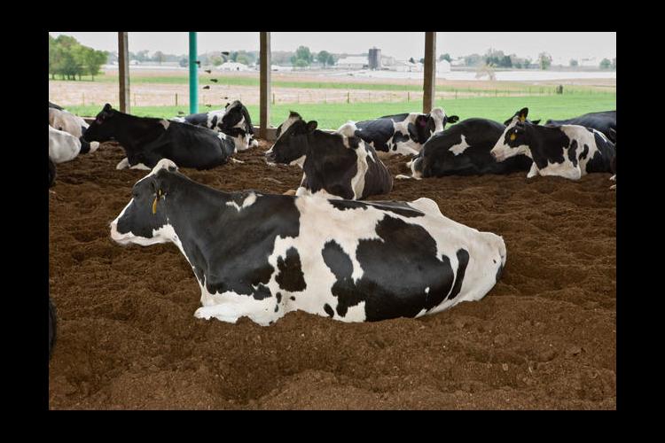 Cow Comfort Is A Top Priority For New Uk Dairy Facility News