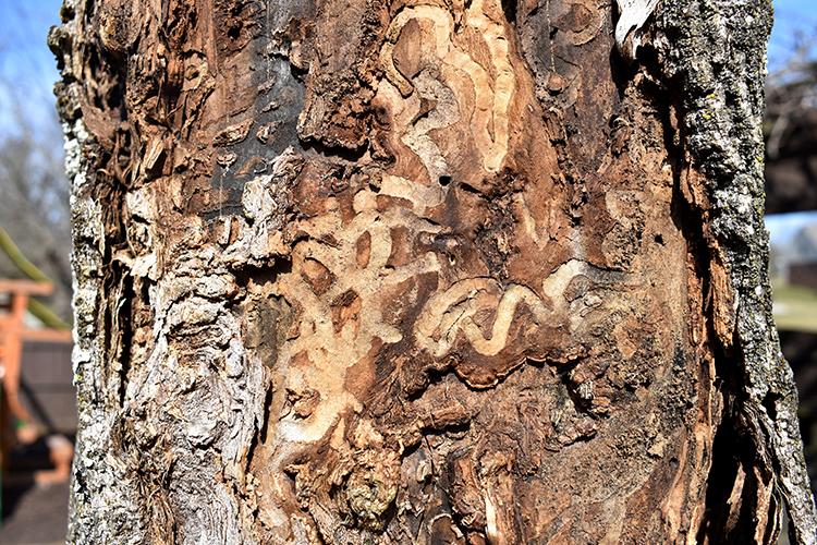 Emerald Ash Borer Moving Into Western Kentucky News