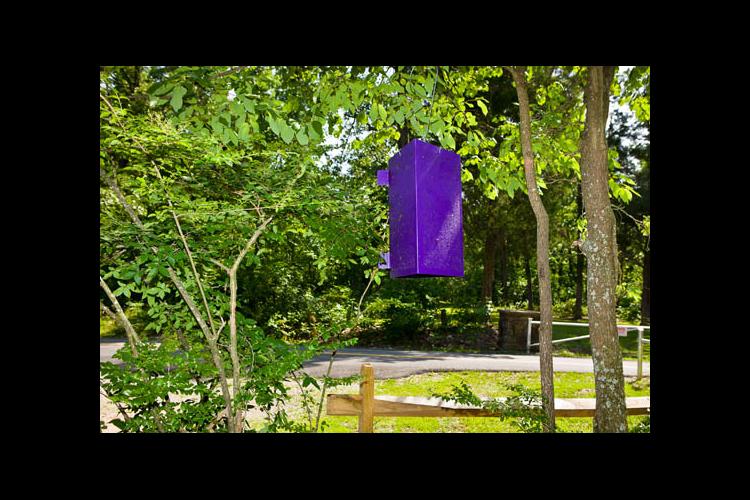 A purple prism trap set out to monitor the emerald ash borer 