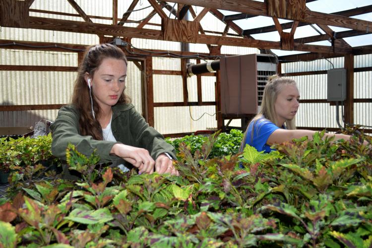 Elliott County High School students Amber Moore, left, and Molly Lewis deadhead plants in the school's greenhouse. 
