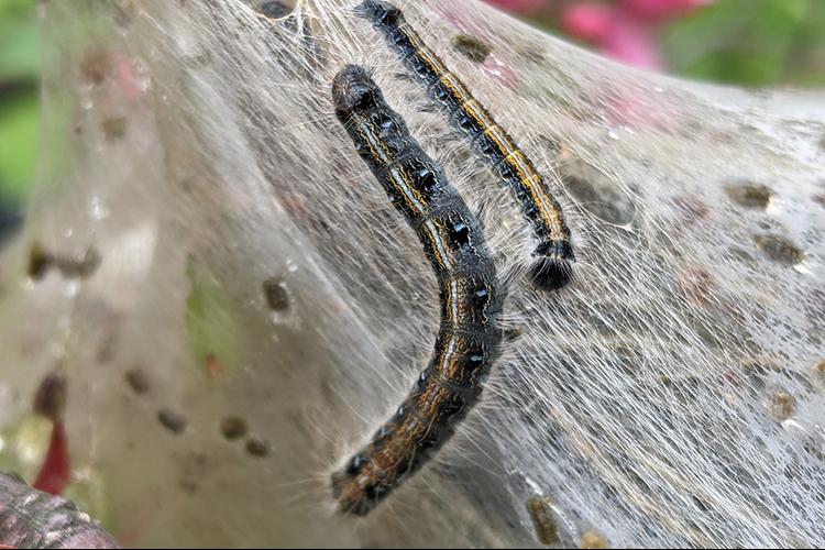 Eastern tent caterpillars emerge from their egg mass. Photo by Jonathan Larson, UK extension entomologist.