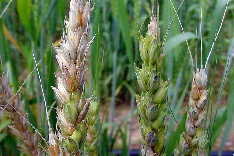Fusarium head blight "head scab" on wheat
