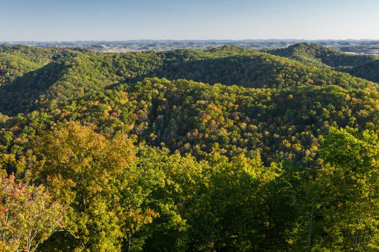 Kentucky's forests help spur growth and development important to the state’s success. 