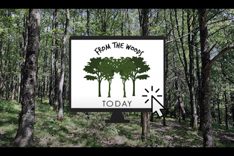 From the Woods today has gained national accolade.
