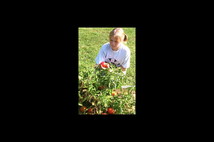 Kayla Clark, 12, harvests tomatoes from the Seeds of Hope, Harvest of Pride Community Garden at the Browning Springs Housing Complex in Madisonville. 