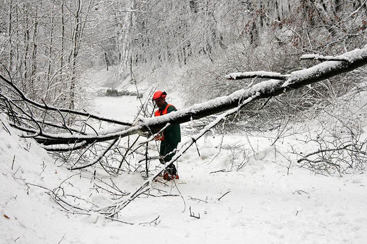 Man sawing downed tree in winter