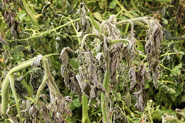 frost-damage-on-plants-plant-ideas