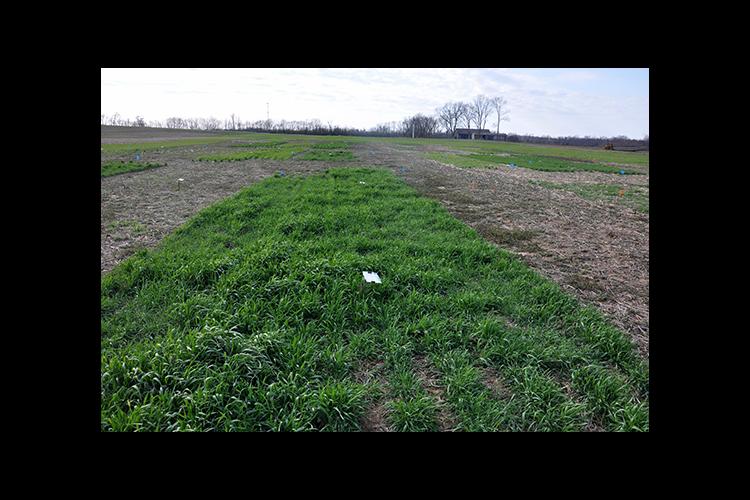 A cover crop research plot at UK’s Spindletop Research Farm 