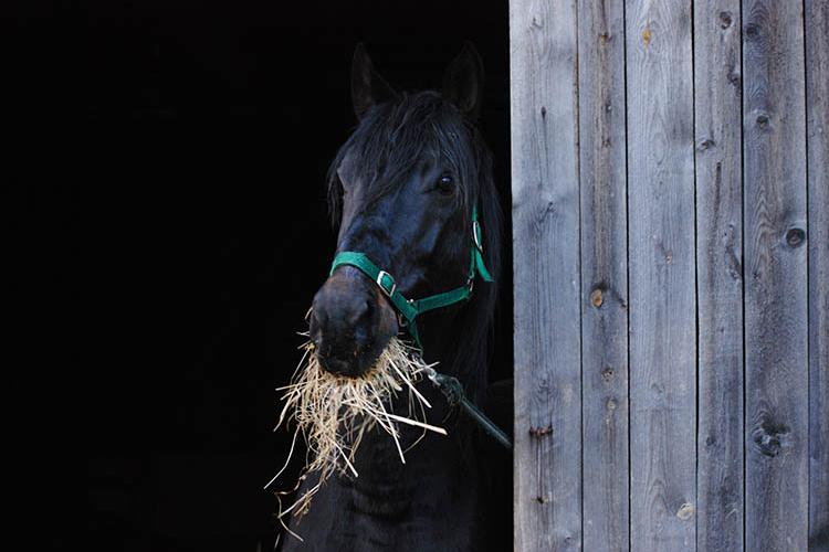 Black stallion eating hay 