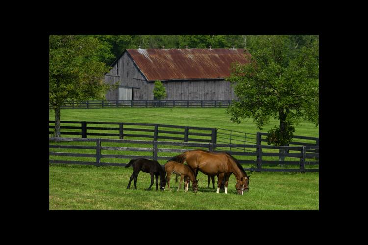 Horses in front of barn with black fence