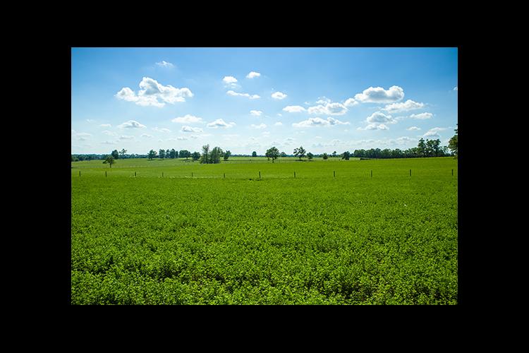 A field of alfalfa in Scott County 