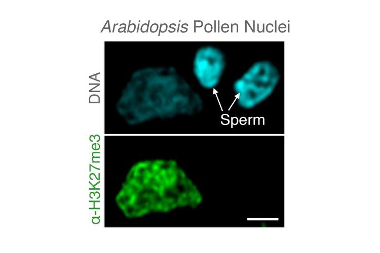 A microscopic image of Arabidopsis pollen nuclei showing the removal of epigenetic memories specifically in sperm genomes.  Photo by Michael Borg, Gregor Mendel Institute, Austria.
