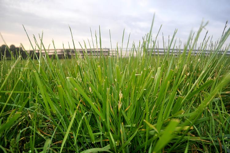 KY-31 has long been a double-edge sword for livestock producers. UK's Novel Tall Fescue Renovation Workshop will teach producers how they can replace it with a novel variety. Photo courtesy of Krista Lea, UK research analyst.