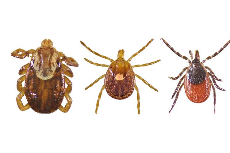 Female versions of the most common ticks found in Kentucky are from left: the American dog tick, the lonestar tick and the blacklegged tick. Photos courtesy of Anna Pasternak, UK entomology graduate student.