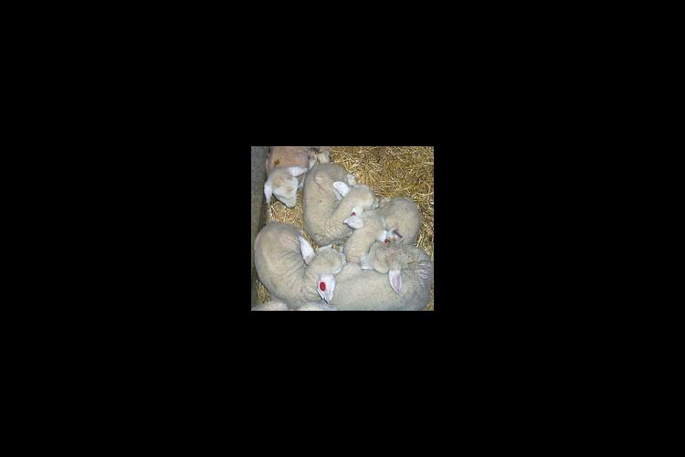 Lambs born at the UK Sheep Unit in 2000