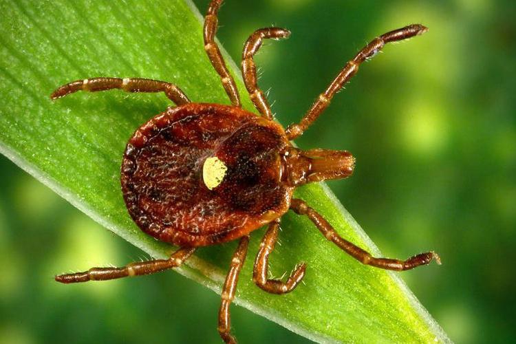 The female lonestar tick is easy to identify with the white spot on her back. Photo from the Centers for Disease Control and Prevention Public Health Image Library.