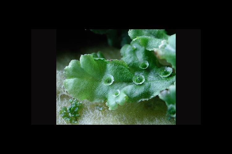 What Is Marchantia